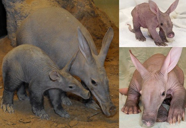 10 Animals Similar To The Aardvark And How To Tell Them Apart