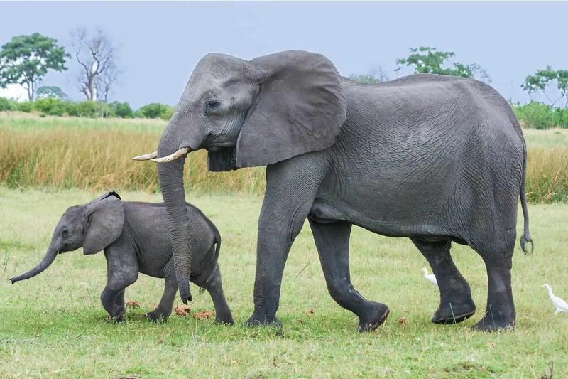 10 Animals Similar To The African Bush Elephant And How To Tell Them Apart