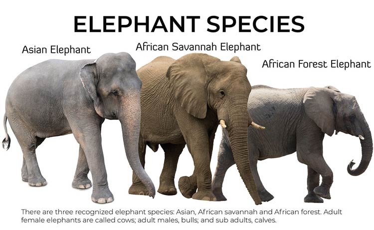 10 Animals Similar To The African Elephant And How To Tell Them Apart
