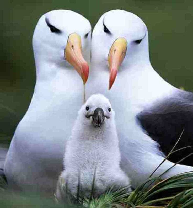 10 Animals Similar To The Albatross And How To Tell Them Apart