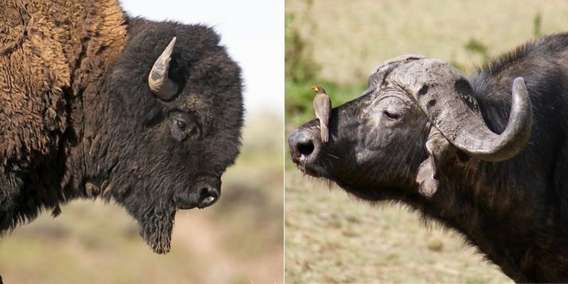 10 Animals Similar To The American Bison And How To Tell Them Apart