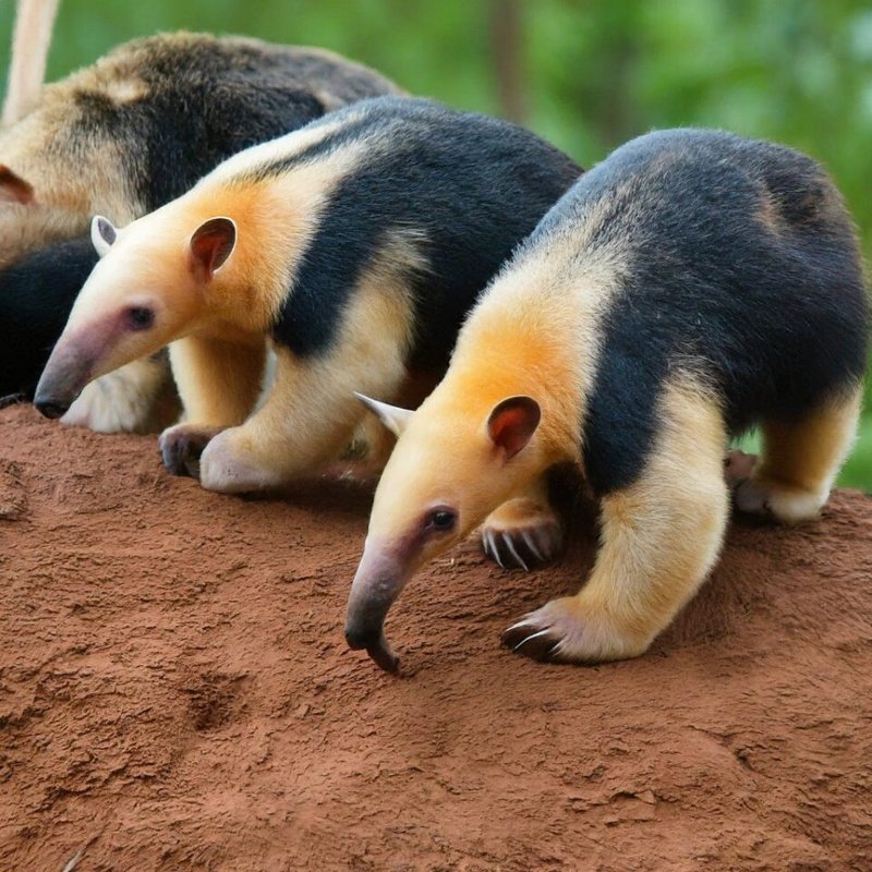 10 Animals Similar To The Anteater And How To Tell Them Apart