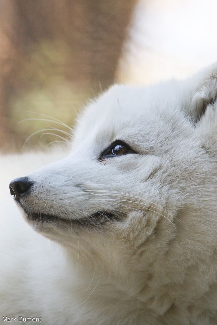 10 Animals Similar To The Arctic Fox And How To Tell Them Apart