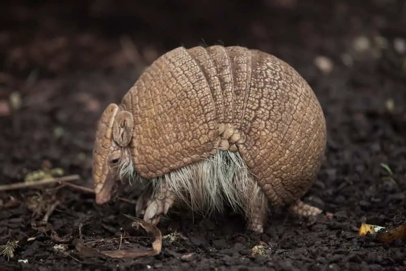 10 Animals Similar To The Armadillo And How To Tell Them Apart