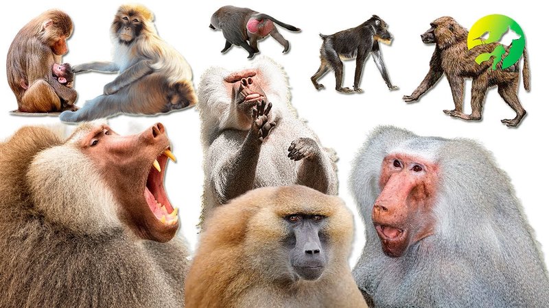 10 Animals Similar To The Baboon And How To Tell Them Apart