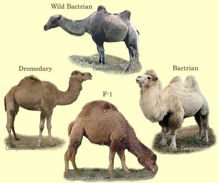 10 Animals Similar To The Bactrian And How To Tell Them Apart