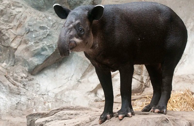10 Animals Similar To The Baird'S Tapir And How To Tell Them Apart