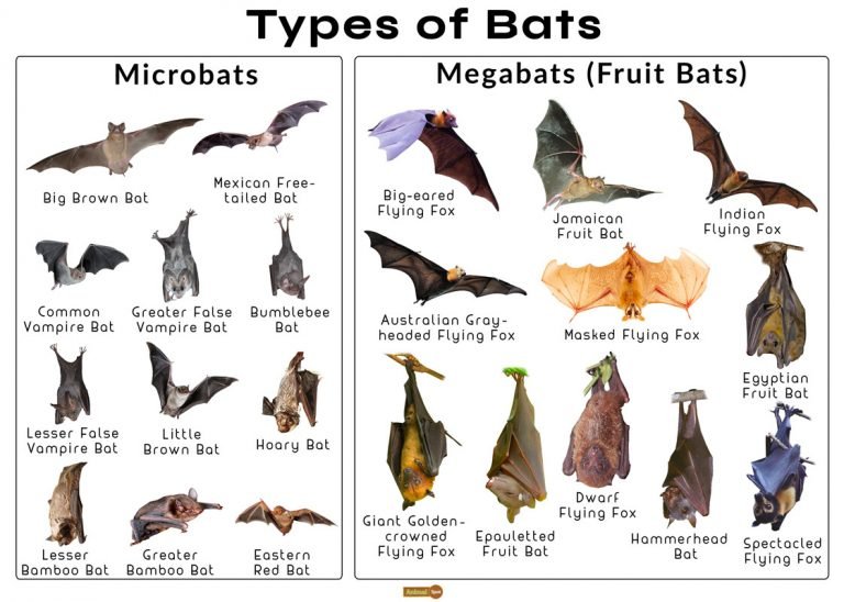 10 Animals Similar To The Bat And How To Tell Them Apart