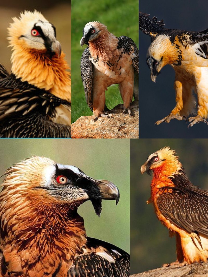 10 Animals Similar To The Bearded Vulture And How To Tell Them Apart