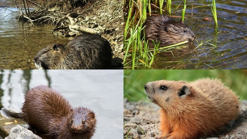 10 Animals Similar To The Beaver And How To Tell Them Apart