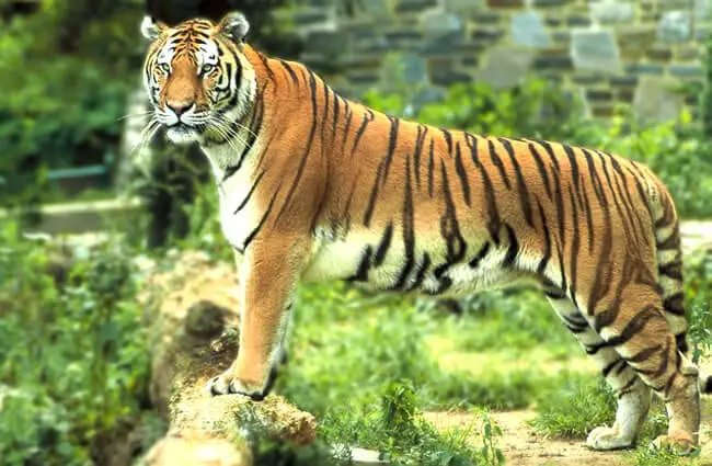 10 Animals Similar To The Bengal Tiger And How To Tell Them Apart