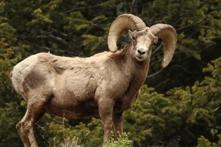 10 Animals Similar To The Bighorn Sheep And How To Tell Them Apart