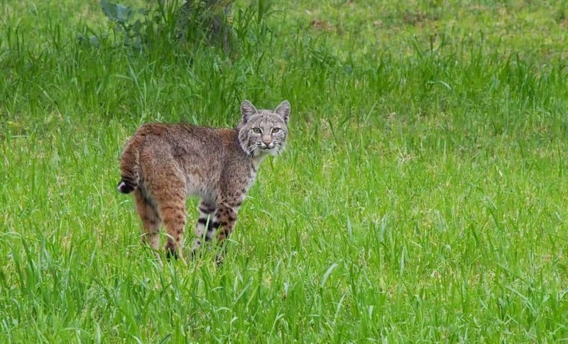 10 Animals Similar To The Bobcat And How To Tell Them Apart