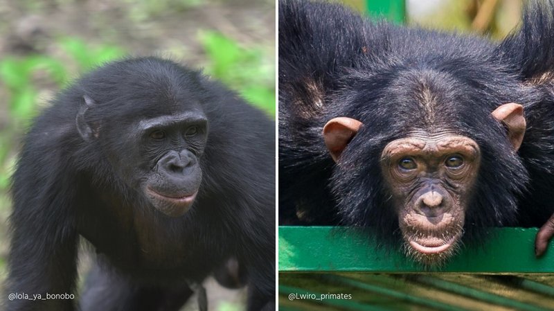 10 Animals Similar To The Bonobo And How To Tell Them Apart