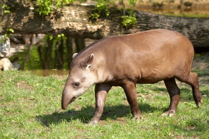 10 Animals Similar To The Brazilian Tapir And How To Tell Them Apart
