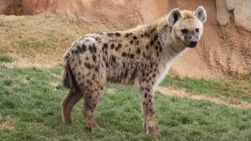 10 Animals Similar To The Brown Hyena And How To Tell Them Apart