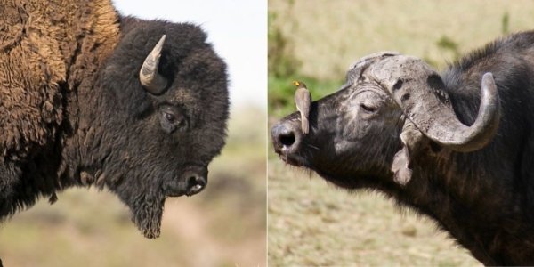 10 Animals Similar To The Buffalo And How To Tell Them Apart