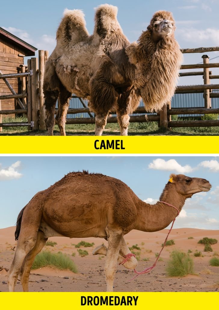 10 Animals Similar To The Camel And How To Tell Them Apart