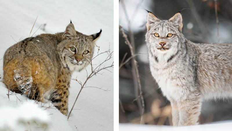 10 Animals Similar To The Canada Lynx And How To Tell Them Apart