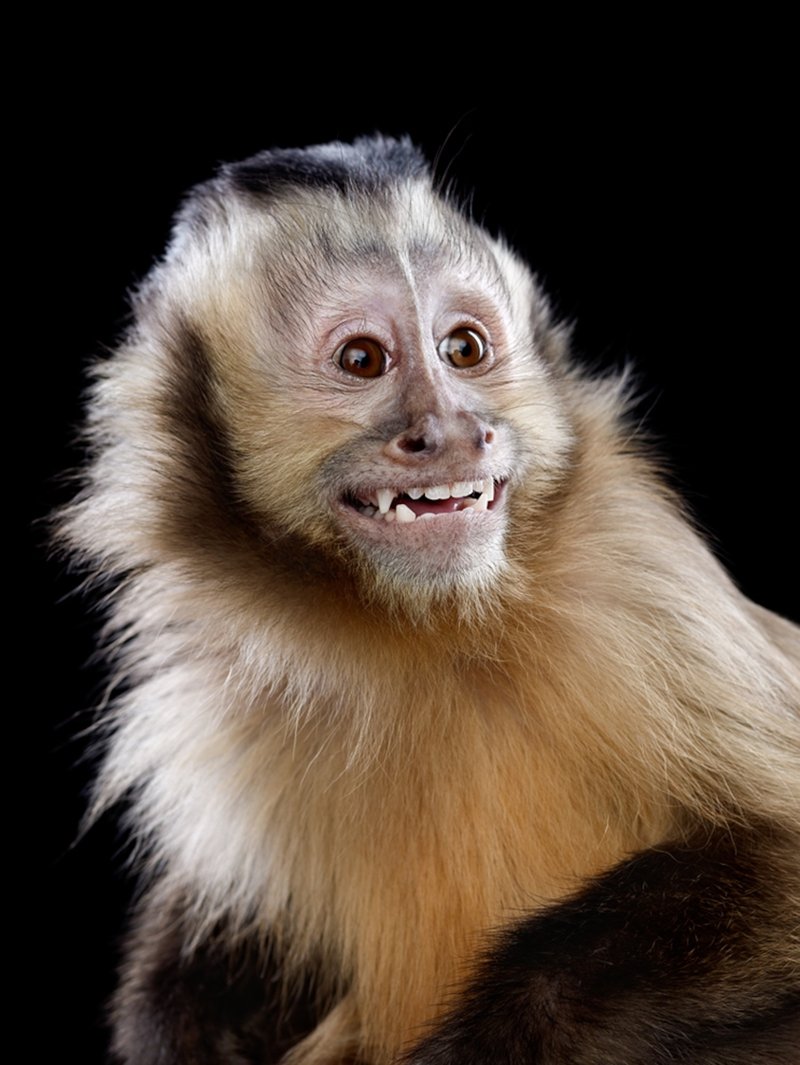 10 Animals Similar To The Capuchin Monkey And How To Tell Them Apart