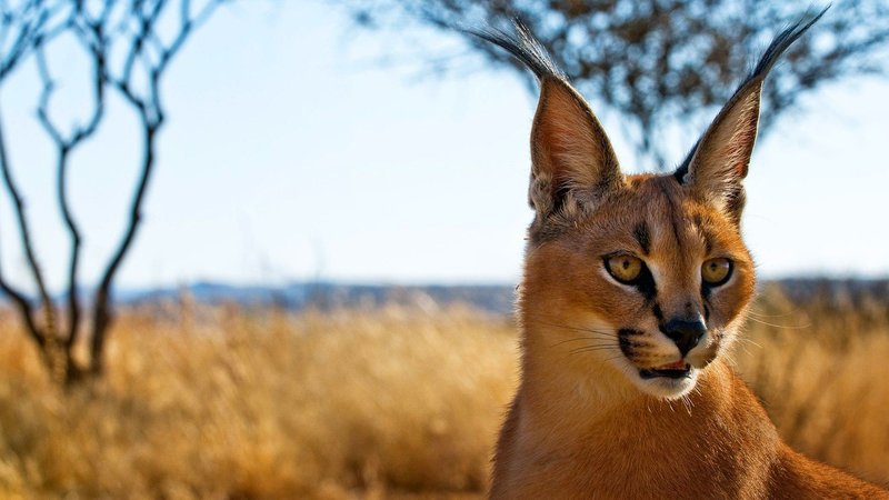 10 Animals Similar To The Caracal And How To Tell Them Apart
