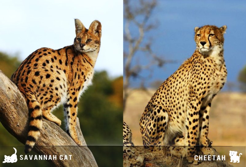 10 Animals Similar To The Cheetah And How To Tell Them Apart