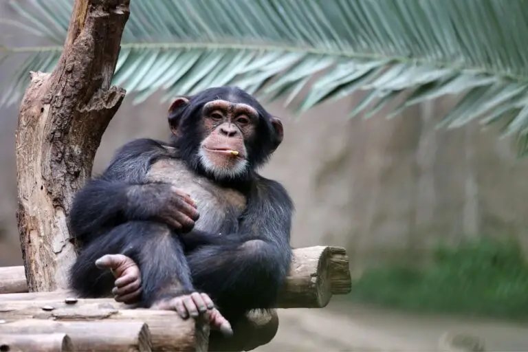 10 Animals Similar To The Chimpanzee And How To Tell Them Apart