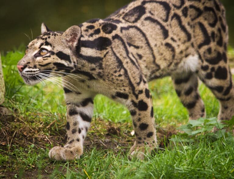 10 Animals Similar To The Clouded Leopard And How To Tell Them Apart