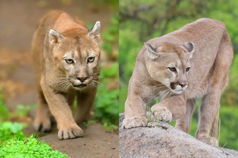 10 Animals Similar To The Cougar And How To Tell Them Apart
