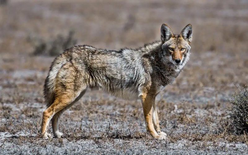 10 Animals Similar To The Coyote And How To Tell Them Apart