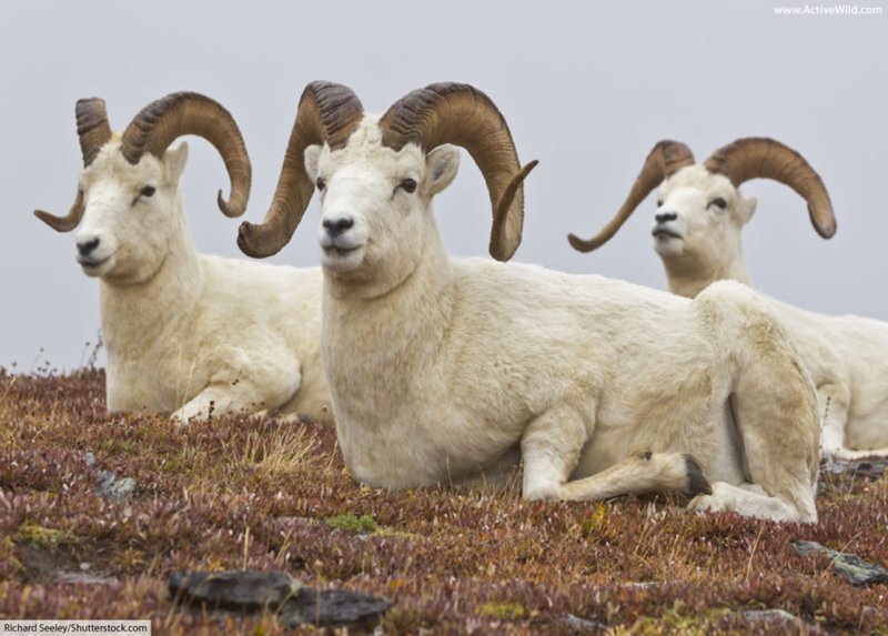 10 Animals Similar To The Dall Sheep And How To Tell Them Apart