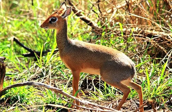 10 Animals Similar To The Dik-Dik And How To Tell Them Apart