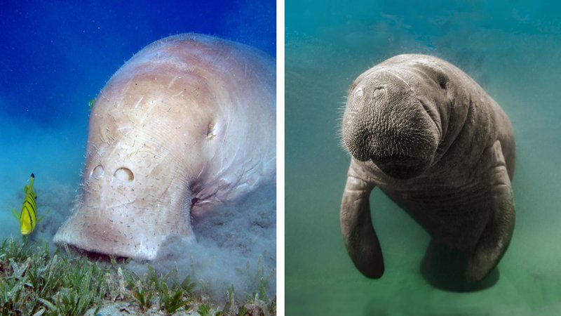 10 Animals Similar To The Dugong And How To Tell Them Apart