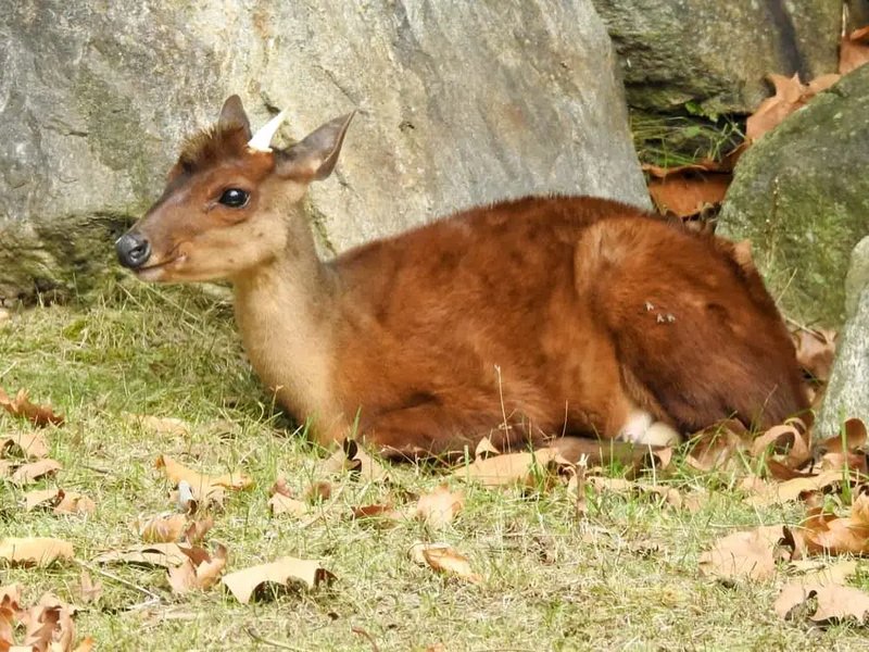 10 Animals Similar To The Elk And How To Tell Them Apart