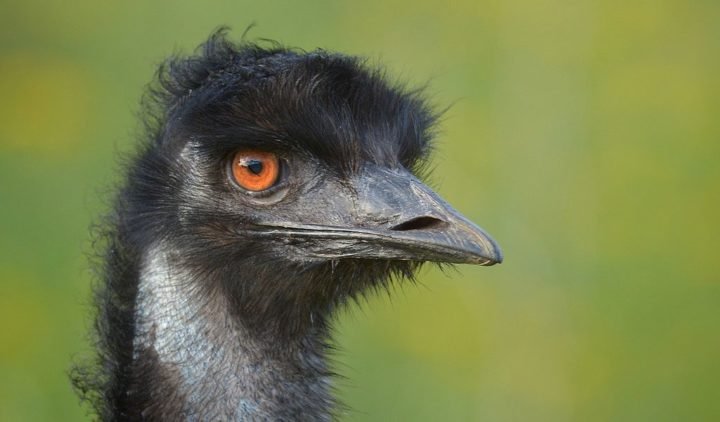 10 Animals Similar To The Emu And How To Tell Them Apart