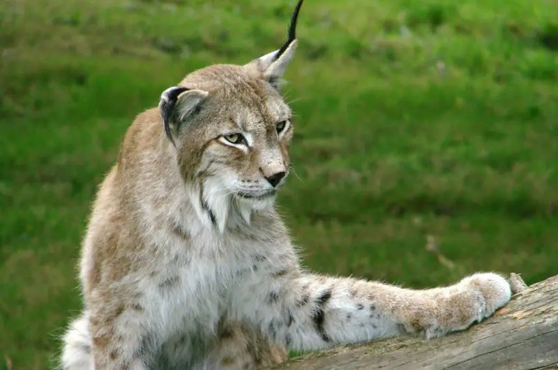 10 Animals Similar To The Eurasian Lynx And How To Tell Them Apart