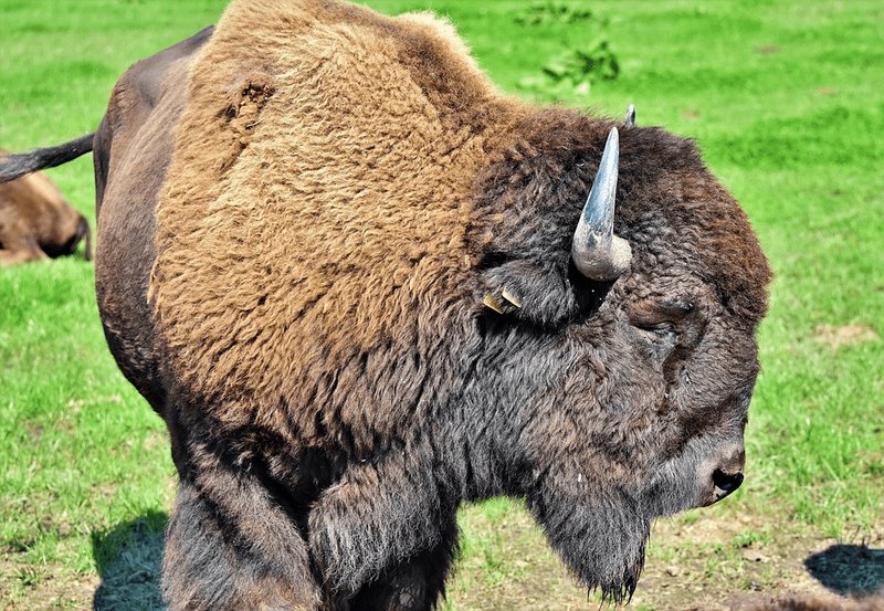 10 Animals Similar To The European Bison And How To Tell Them Apart