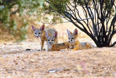 10 Animals Similar To The Fennec Fox And How To Tell Them Apart