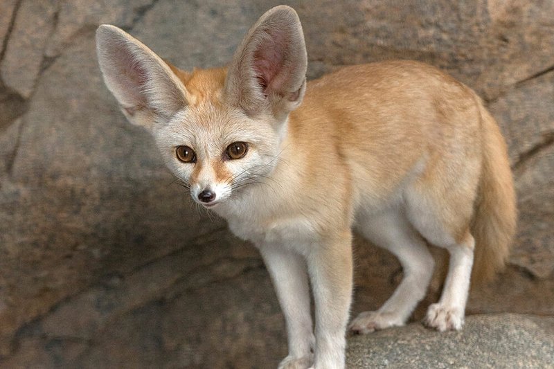 10 Animals Similar To The Fennec Fox And How To Tell Them Apart