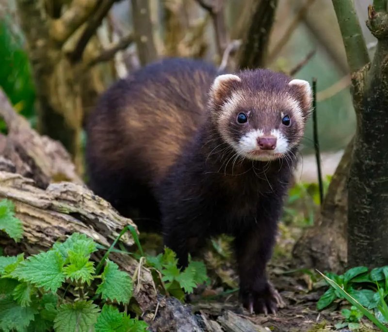 10 Animals Similar To The Ferret And How To Tell Them Apart