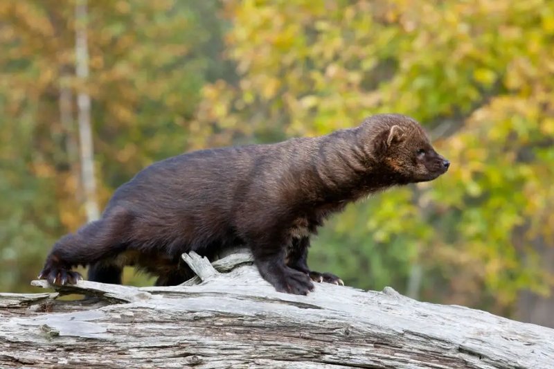 10 Animals Similar To The Fisher And How To Tell Them Apart