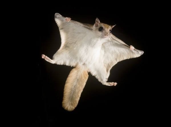 10 Animals Similar To The Flying Squirrel And How To Tell Them Apart