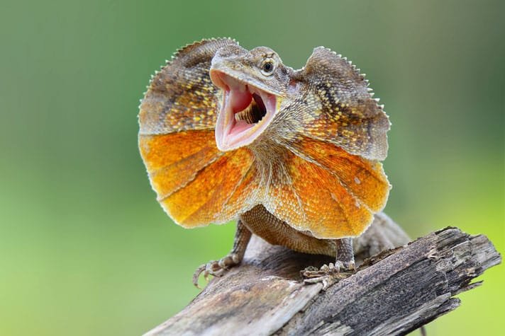10 Animals Similar To The Frilled Lizard And How To Tell Them Apart
