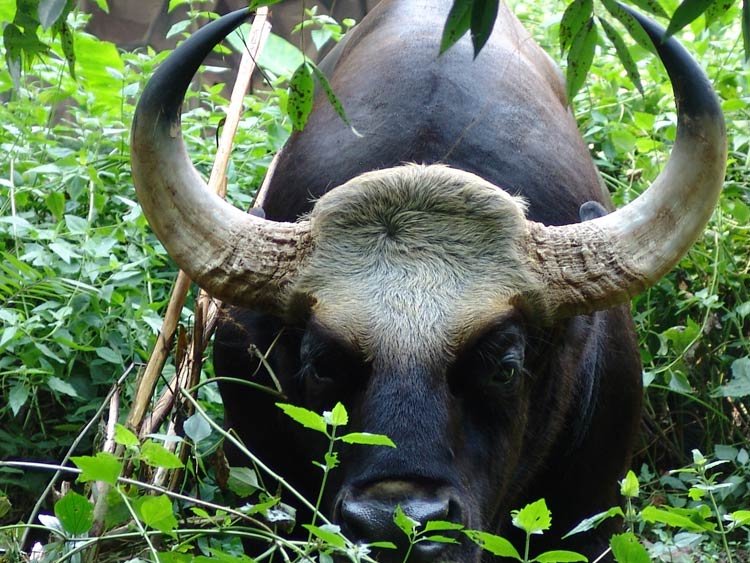 10 Animals Similar To The Gaur And How To Tell Them Apart