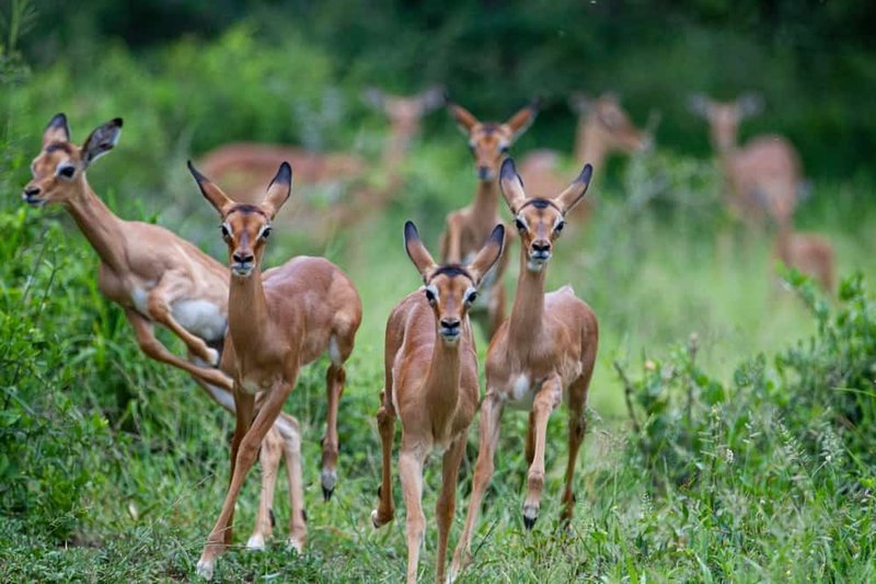 10 Animals Similar To The Gazelle And How To Tell Them Apart