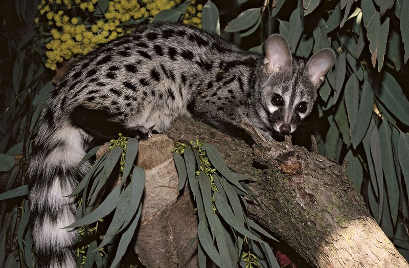 10 Animals Similar To The Genet And How To Tell Them Apart