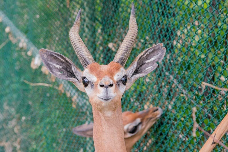 10 Animals Similar To The Gerenuk And How To Tell Them Apart