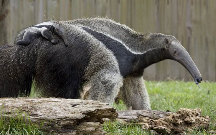 10 Animals Similar To The Giant Anteater And How To Tell Them Apart