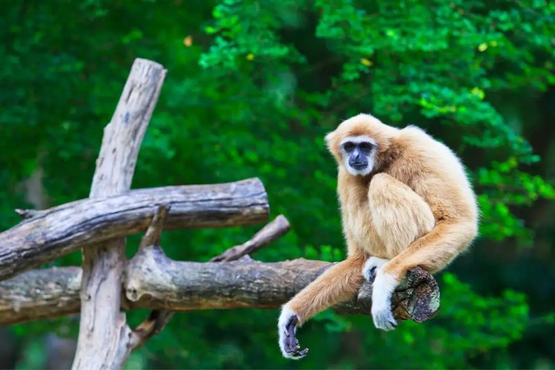 10 Animals Similar To The Gibbon And How To Tell Them Apart