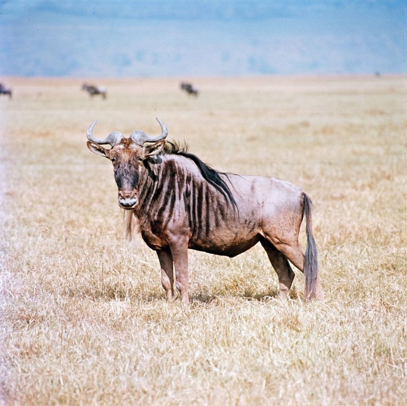 10 Animals Similar To The Gnu And How To Tell Them Apart